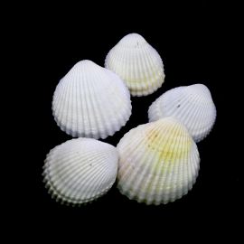 Concha Natural / 35x40mm - Marfim (Unidade)